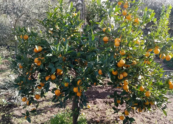 Le Casette Di Nonna Rosa In Fontanarossa Airport 度假居